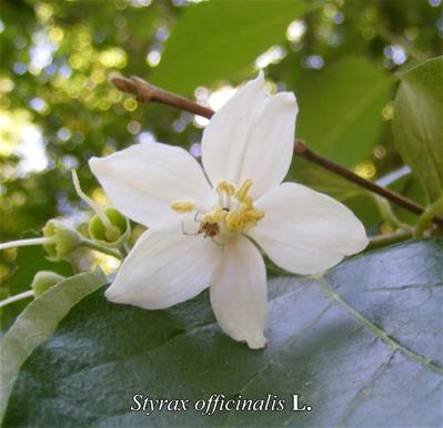 Styrax officinalis2_sito.jpg