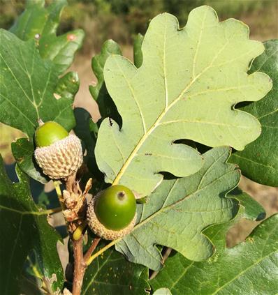 Quercus pubescens_web.jpg