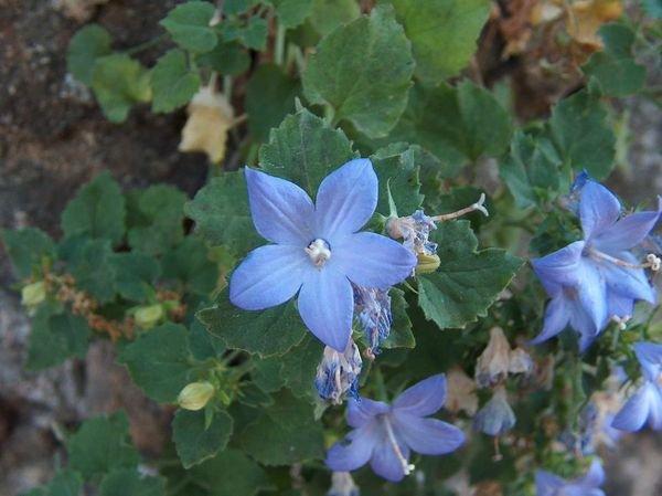 Campanula isophylla
