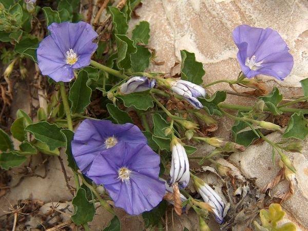 Convolvulus sabatius